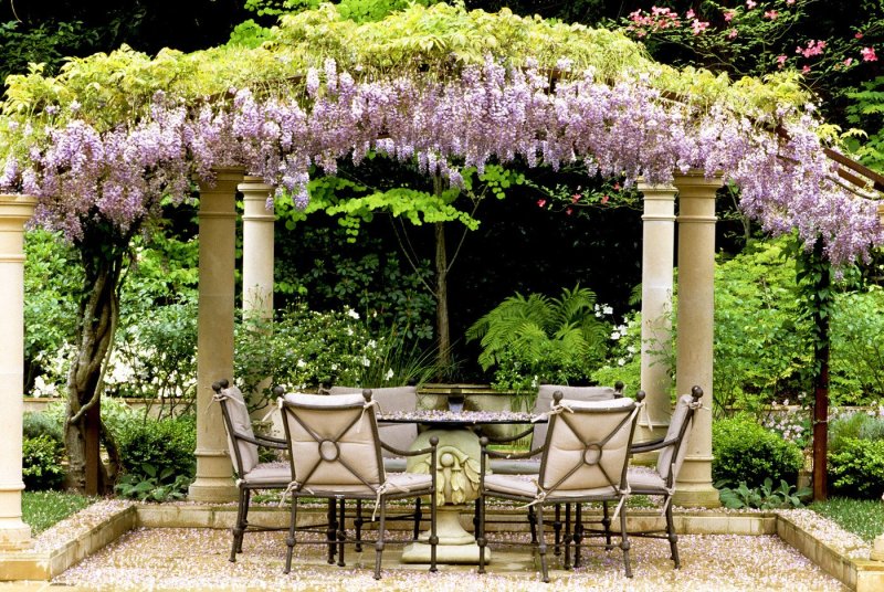 Chinese wisteria