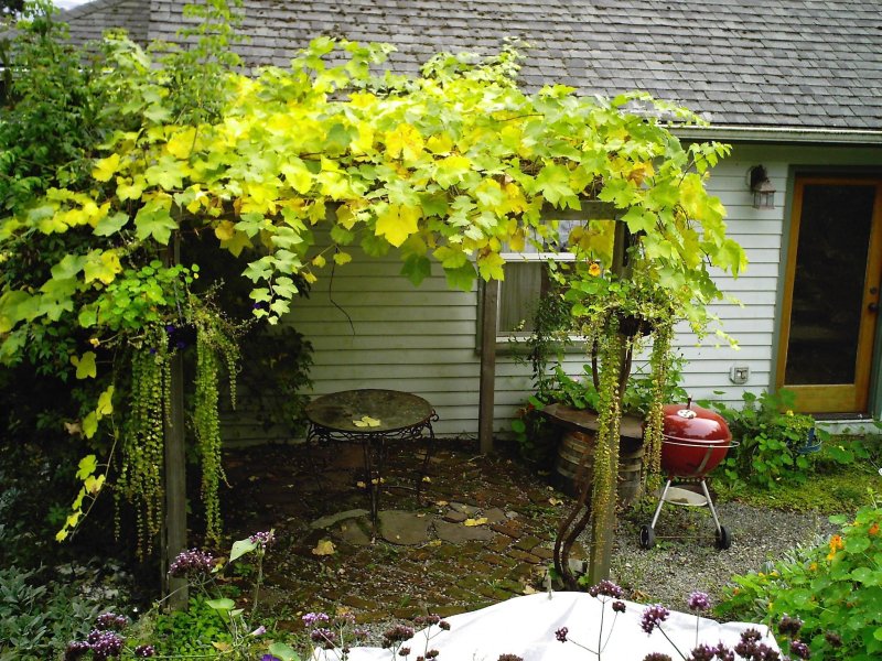 Girl's grapes on pergola