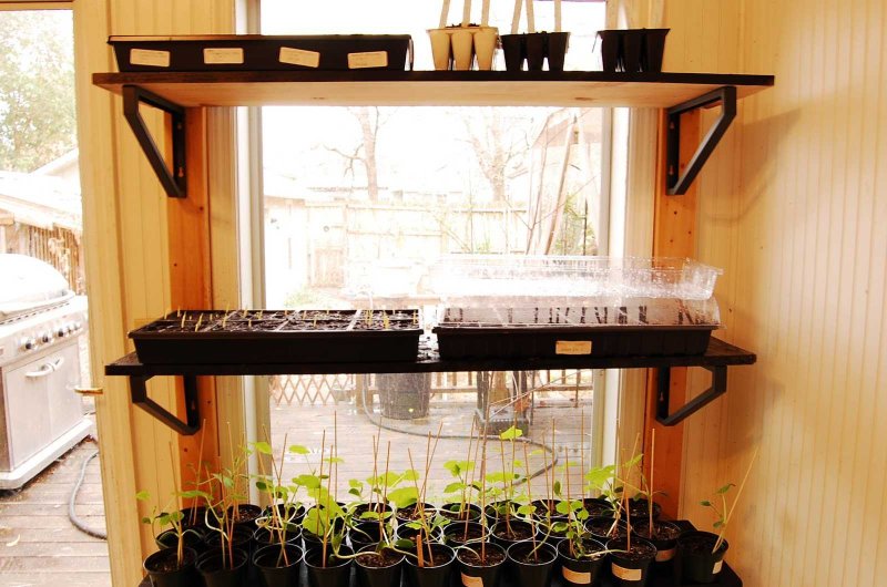 Regiment on the window for seedlings