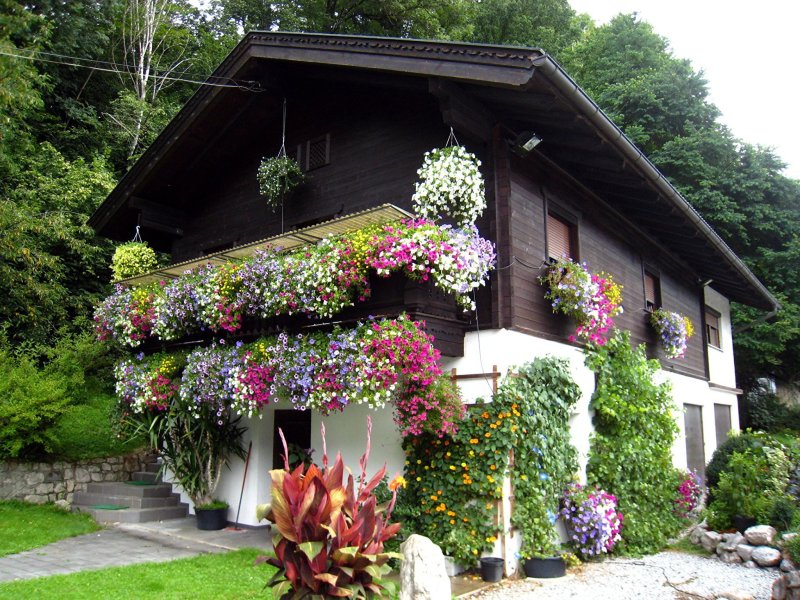 House in flowers