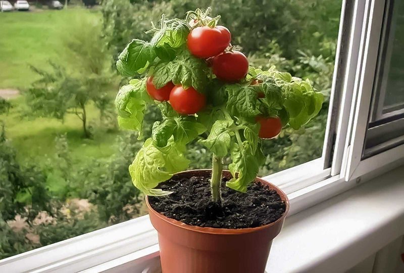 Indoor tomatoes