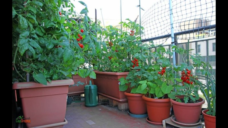 Tomatoes on the balcony