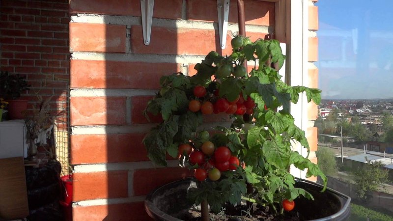 Cherry tomatoes on the windowsill