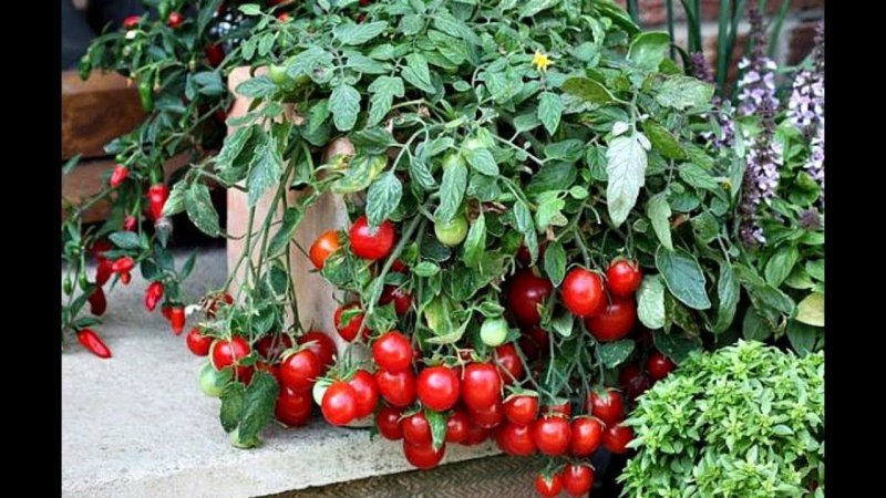 Ampelic tomatoes of cherry