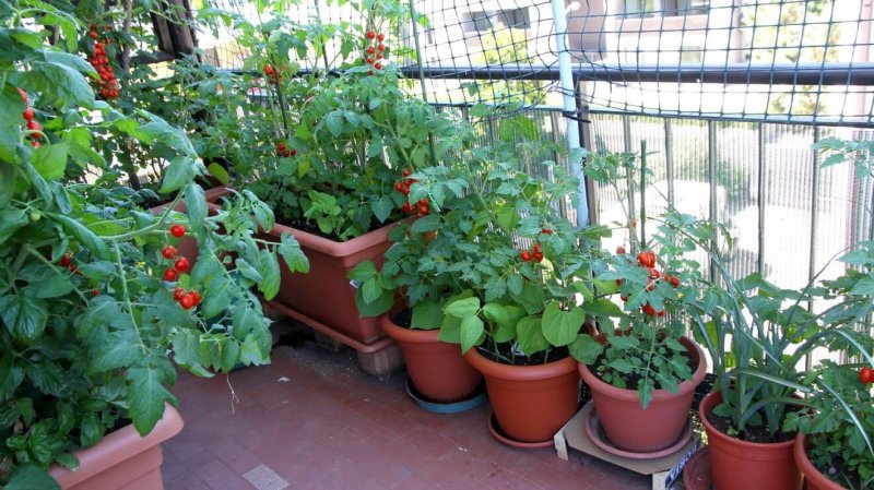 Garden on the balcony