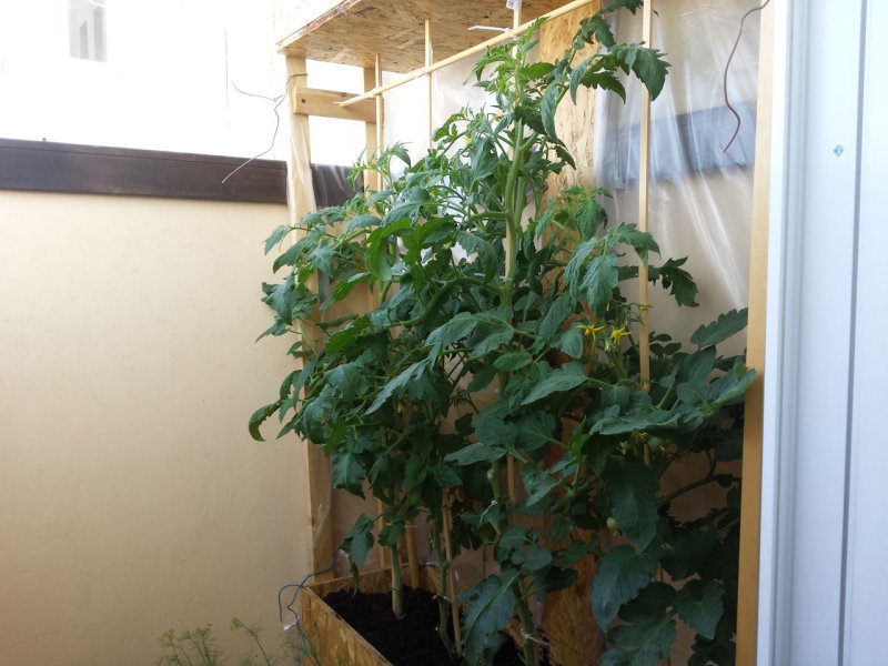 Tomatoes on the balcony