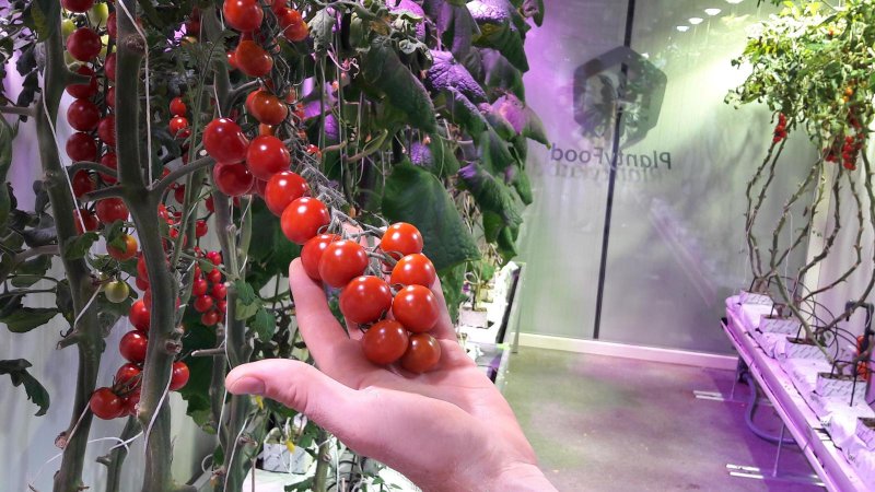 Tomato Cherry