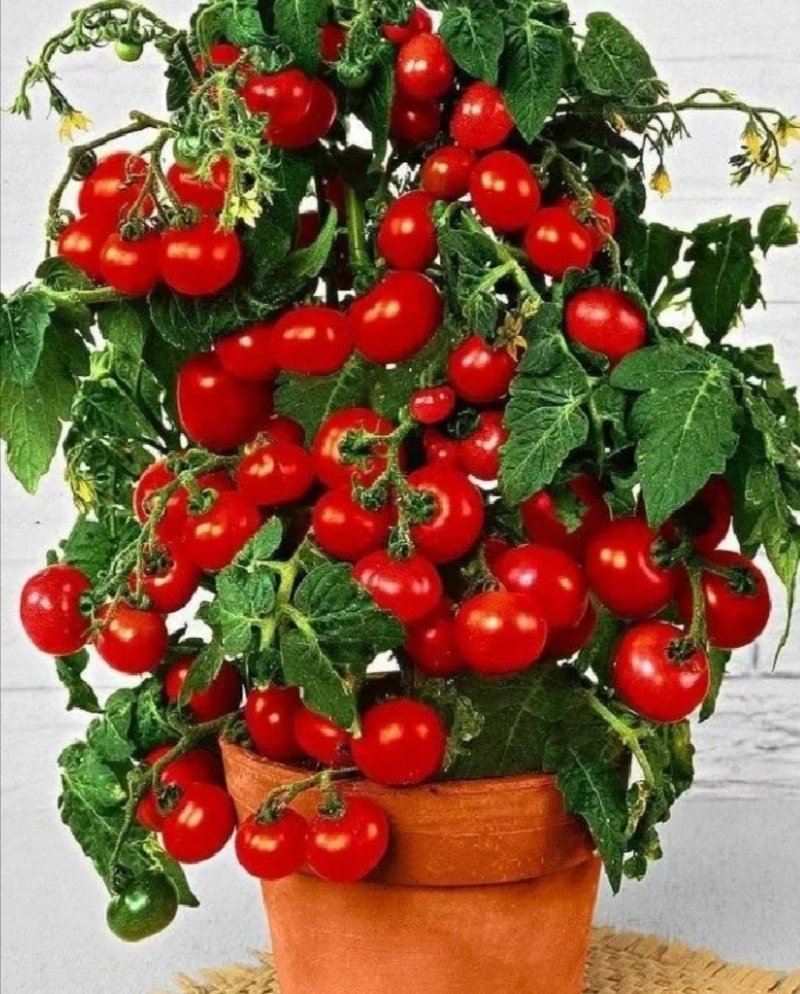 A tomato balcony miracle