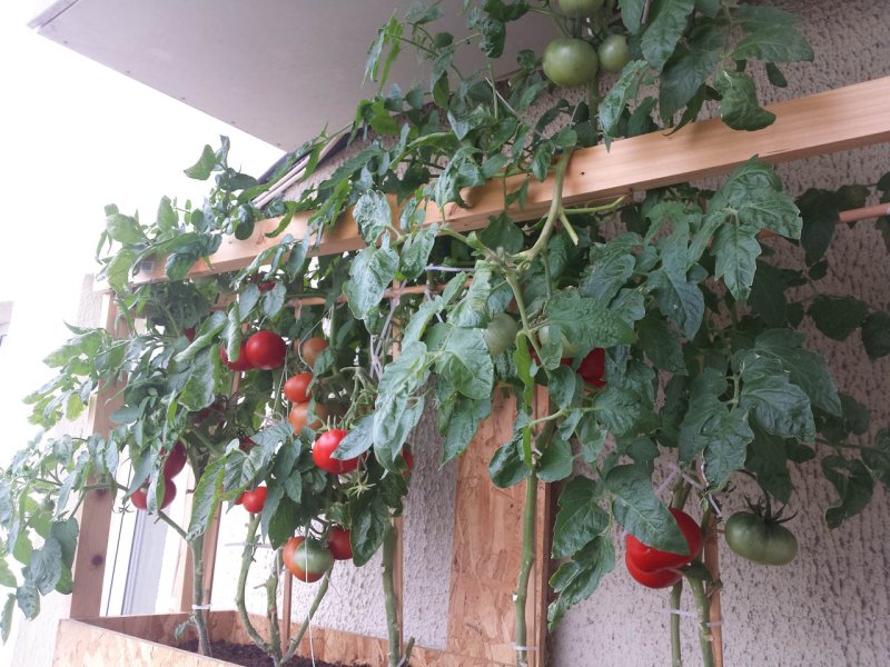 Cherry tomatoes on the windowsill