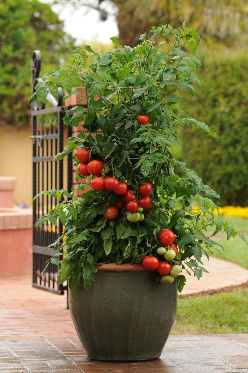 Ampel tomatoes