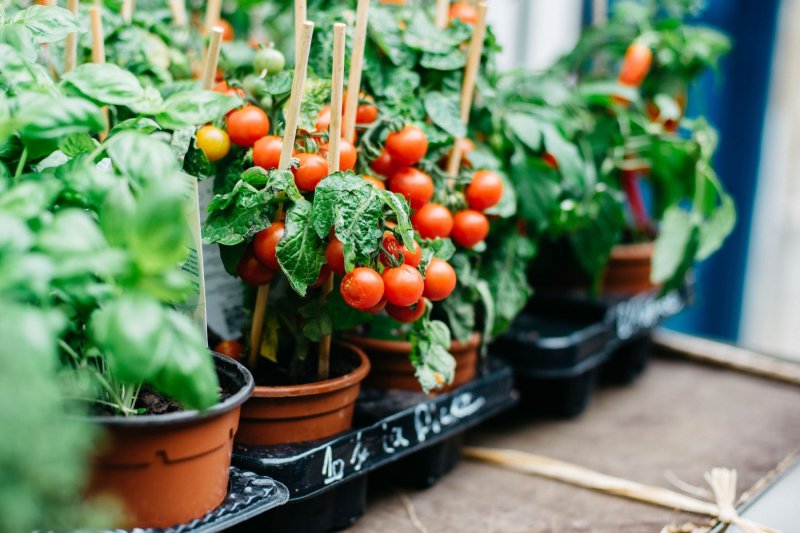 Cherry mountain tomatoes