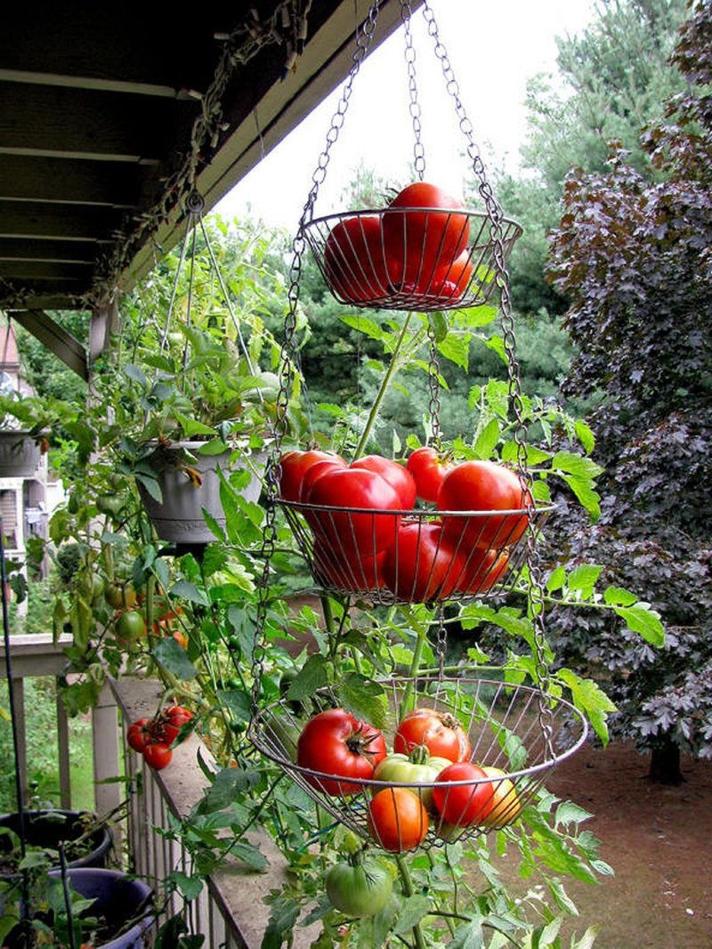 Ampel tomatoes