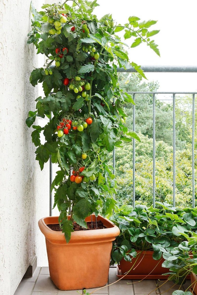 Cherry balcony miracle