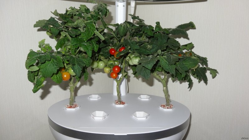 Cherry tomatoes in a pot