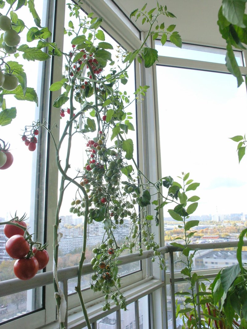 Cherry tomatoes balcony miracle