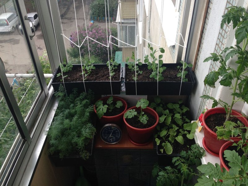 Garden on the balcony