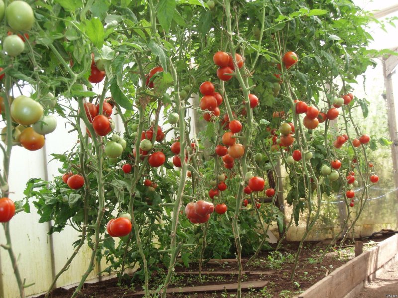 Balcony tomatoes of Cherry