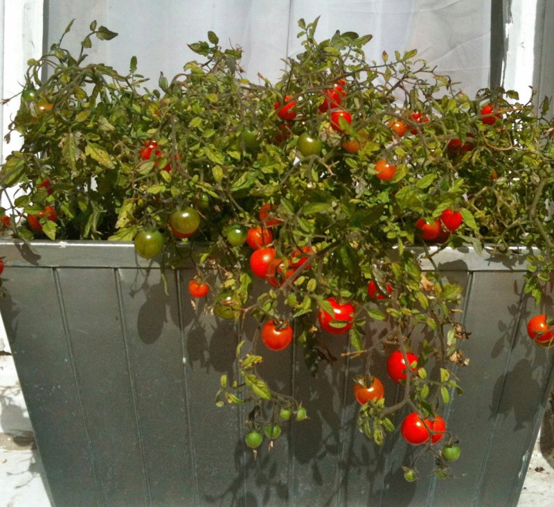 Ampel tomatoes