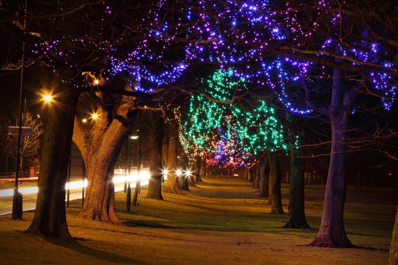 Decoration of trees with garlands