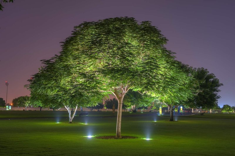 The backlighting of trees