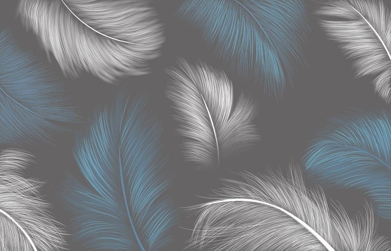 Wallpaper feathers for walls