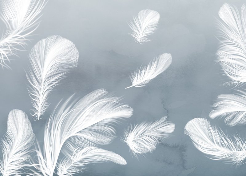 Wallpaper feathers for walls