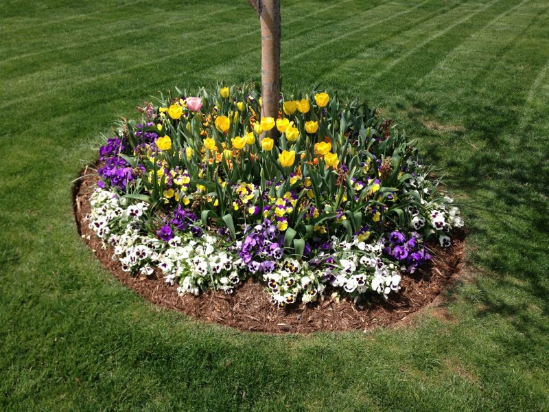 Flower garden flower bed