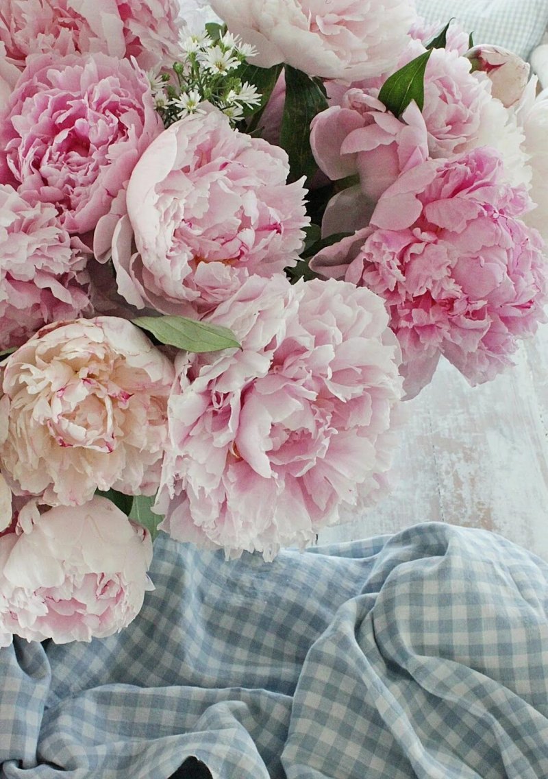 Pink peonies