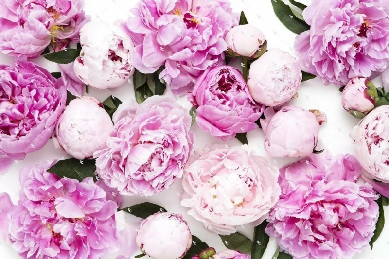 White pink peonies