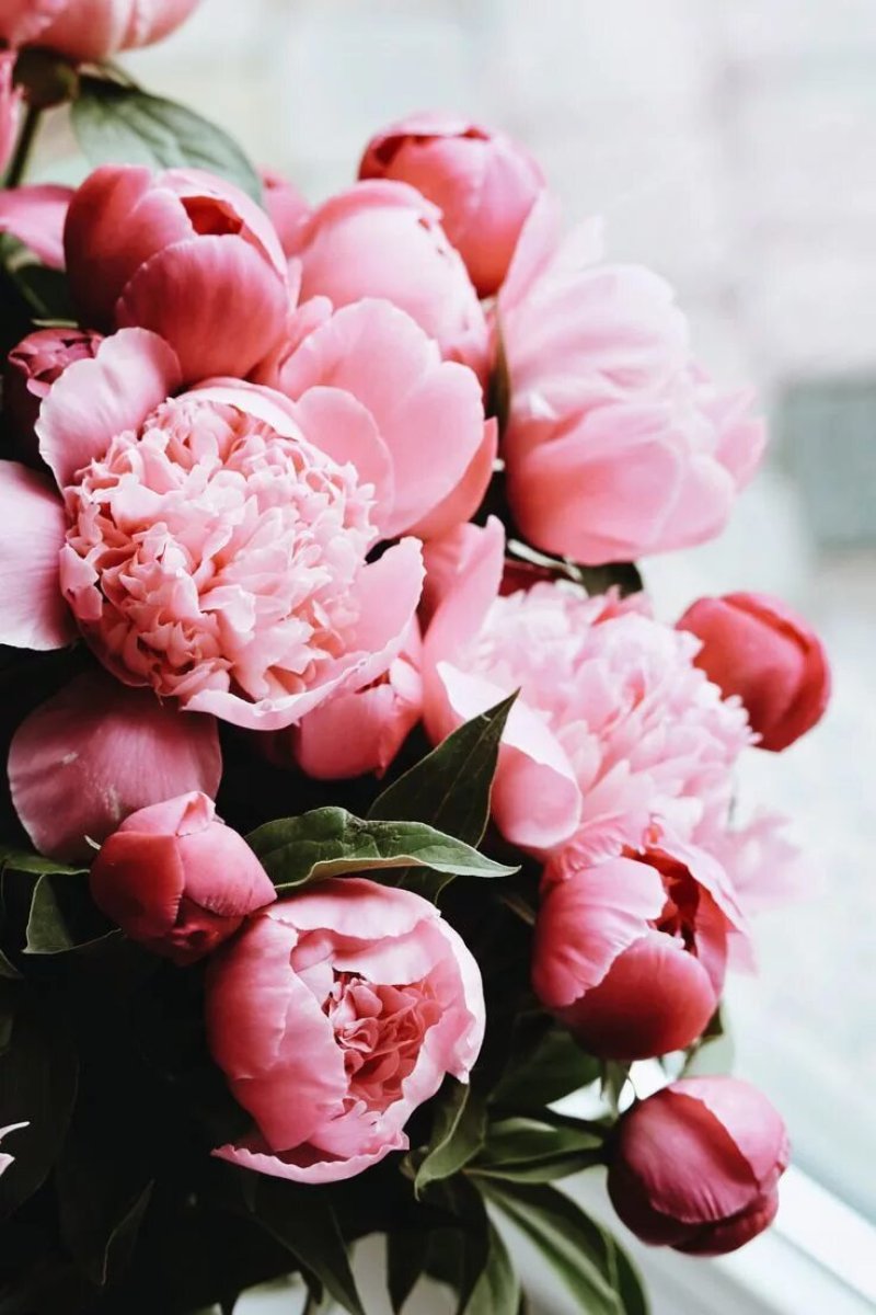 Amazing peonies