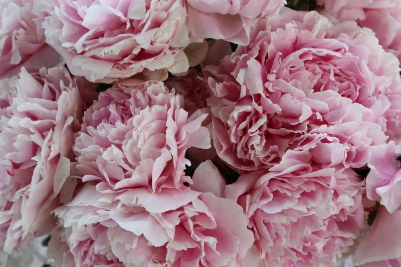 Gently pink peonies