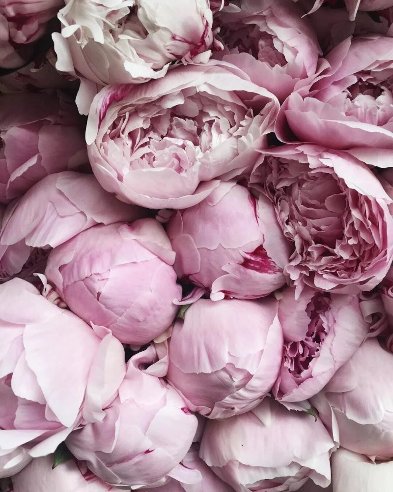 Pink peonies