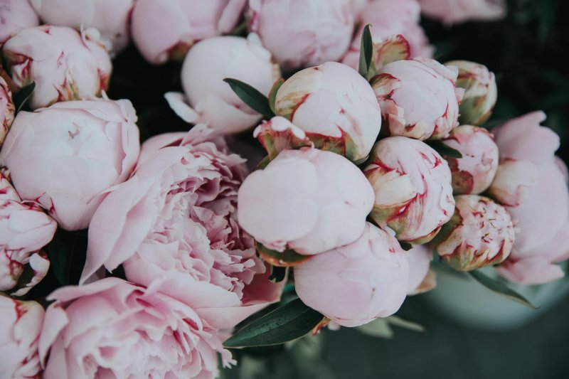 Gissler peonies