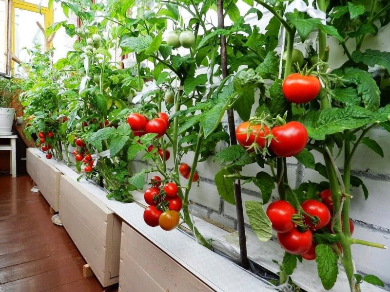 Tend tomatoes to tie the greenhouse