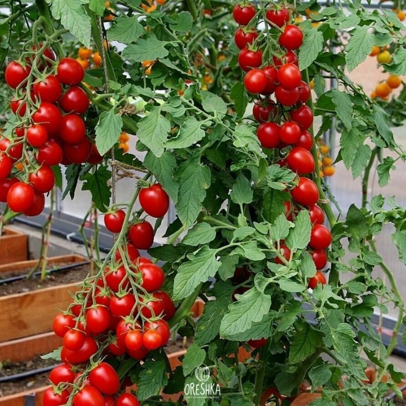 A tomato balcony miracle