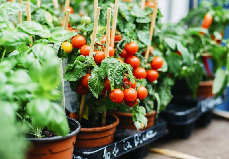 Cherry mountain tomatoes