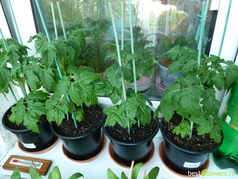 Tomata seedlings