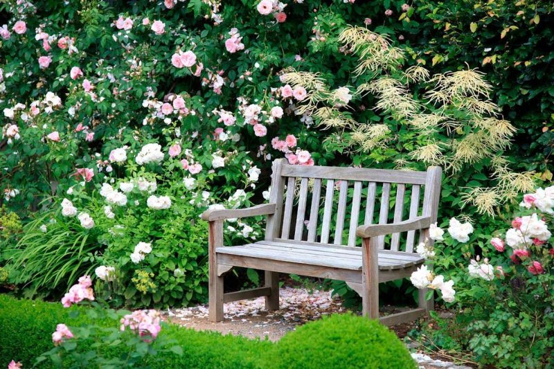 A bench in the garden