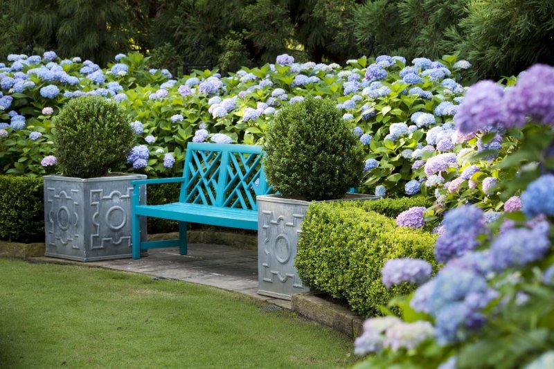 Hydrangees in landscape design