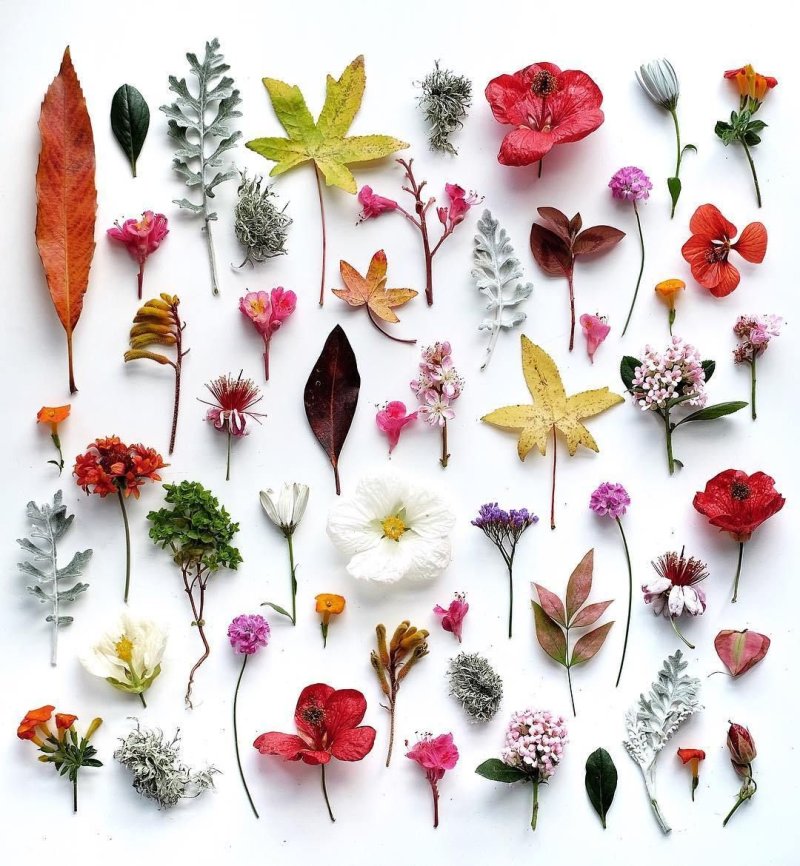 Dried flowers