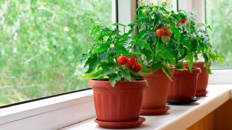 Cherry tomatoes on the windowsill