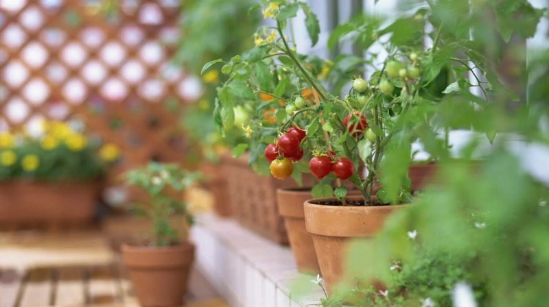 A tomato balcony miracle