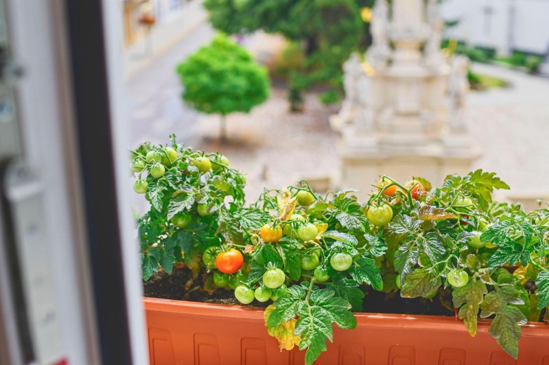 A tomato balcony miracle