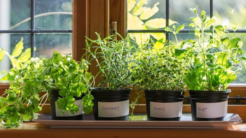 Garden on the windowsill microwave