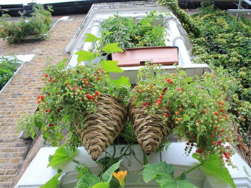 A garden on the loggia