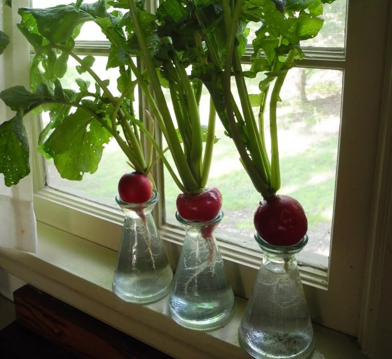 Radis on the windowsill