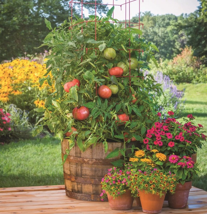 Tomatoes in the country