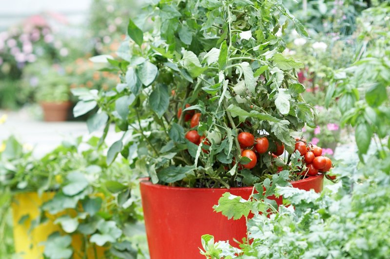 A tomato balcony miracle