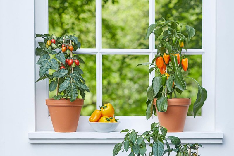 Pepper balcony miracle