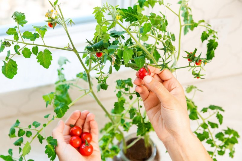 Cherry balcony miracle